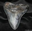 Big, Bad, Serrated inch Megalodon Tooth #685-1